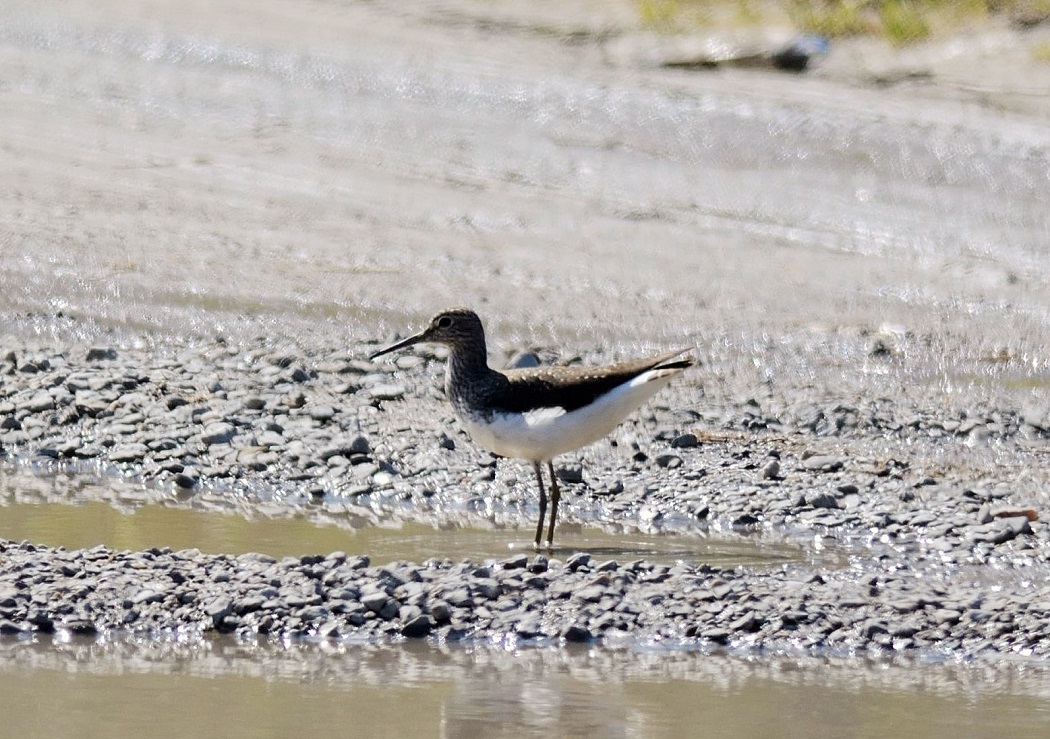 Green Sandpiper
