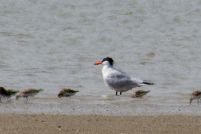 Caspian Tern