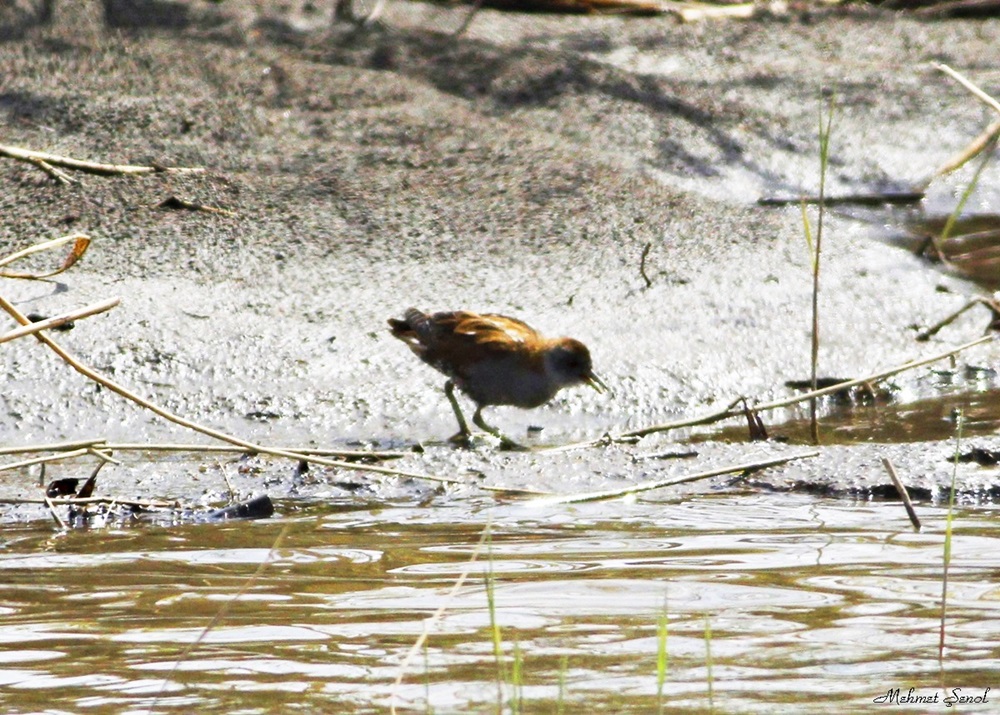 Little Crake
