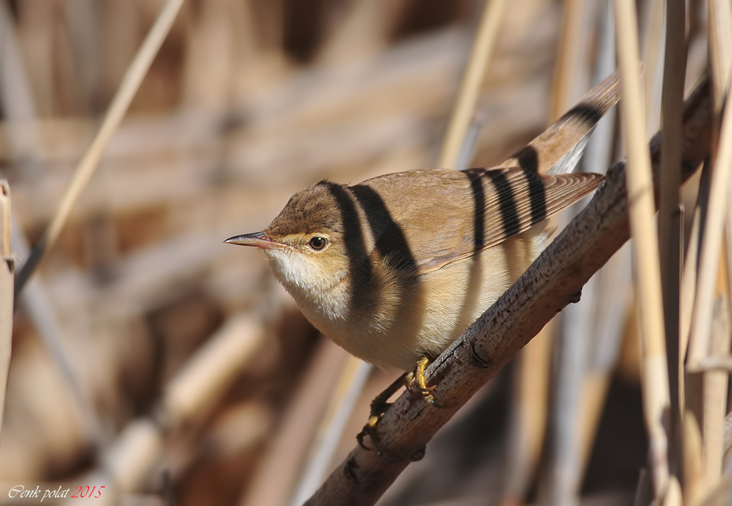 Marsh Warbler