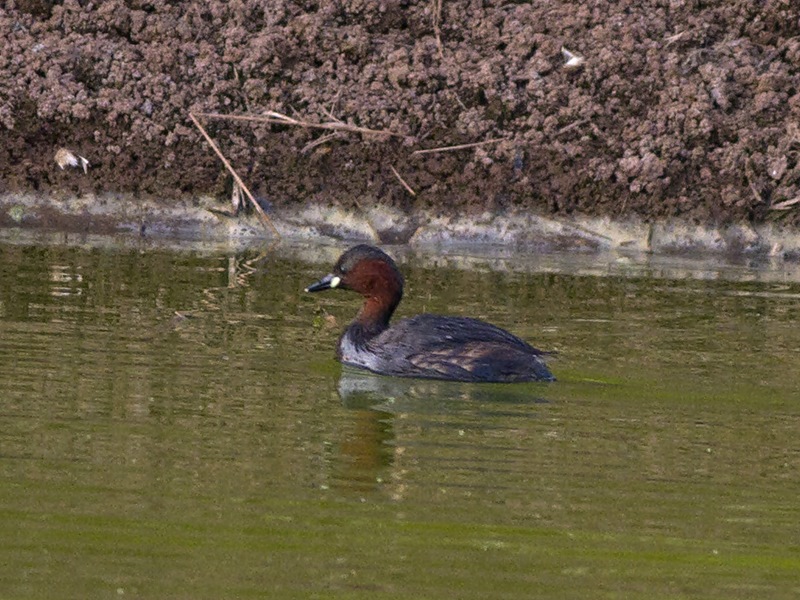 Little Grebe