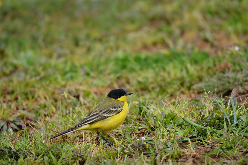 Western Yellow Wagtail