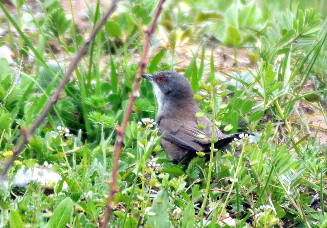 Sardinian Warbler