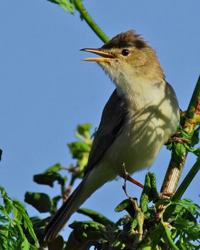 Great Reed Warbler