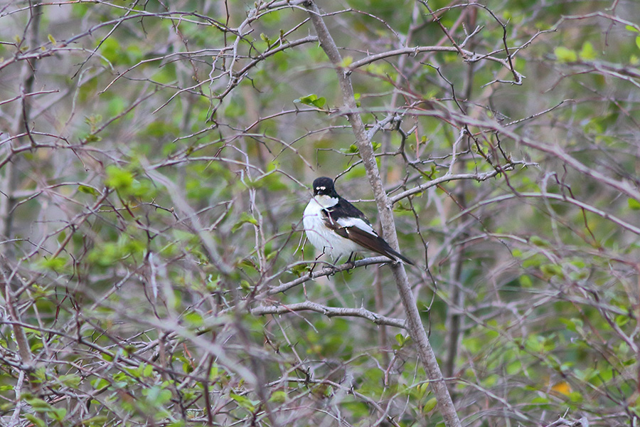 European Pied Flycatcher