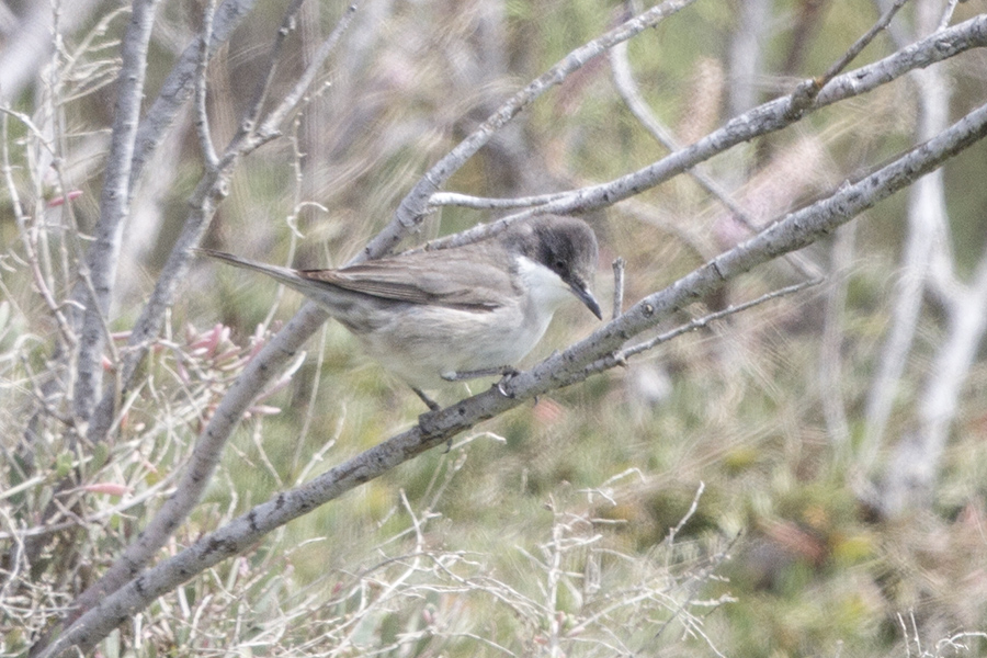 Eastern Orphean Warbler