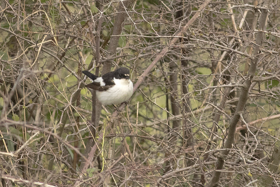 European Pied Flycatcher