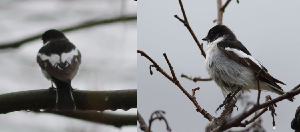European Pied Flycatcher