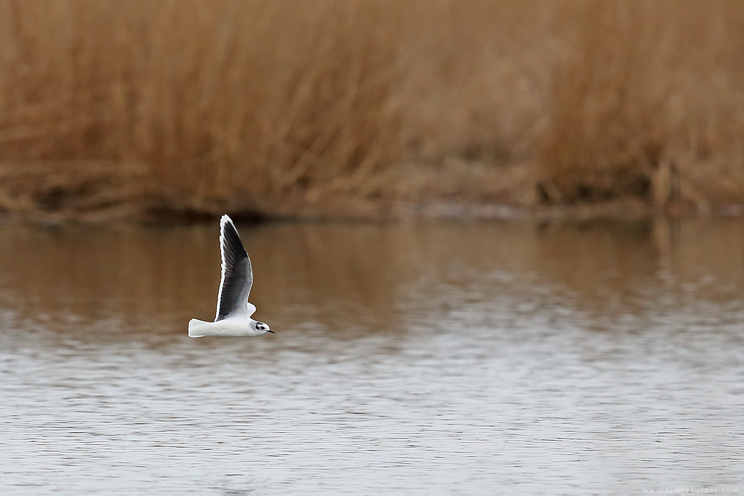 Little Gull