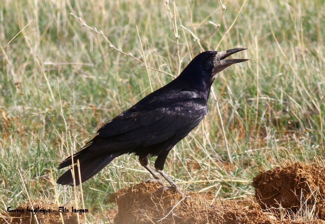 Rook