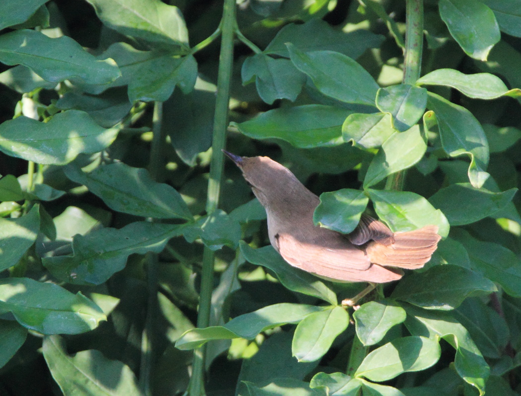 Marsh Warbler