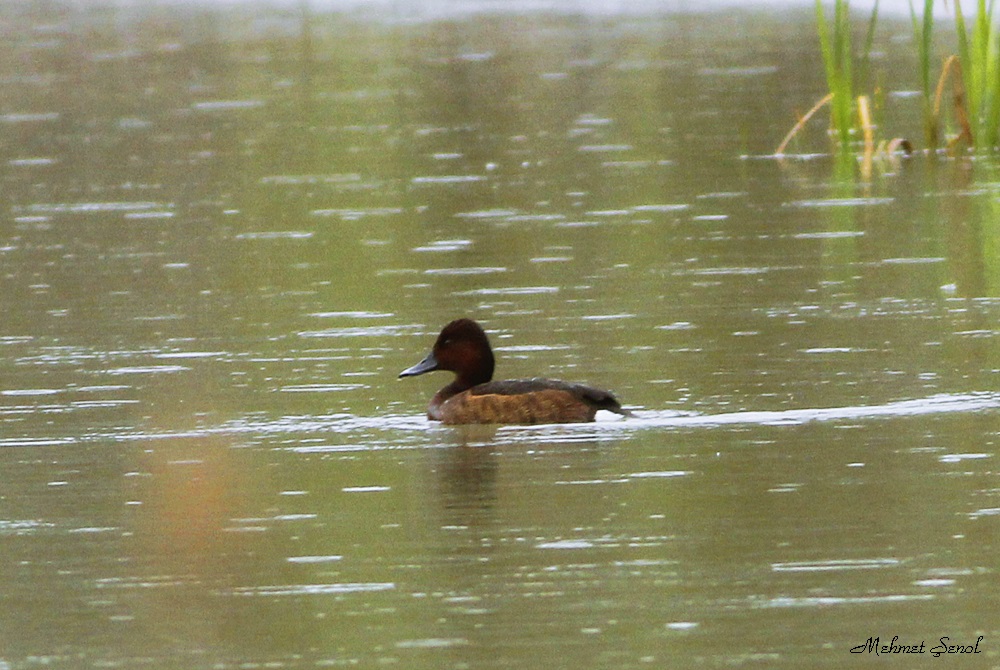Ferruginous Duck
