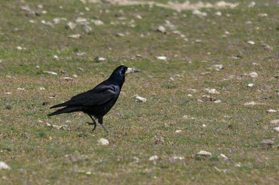 Rook