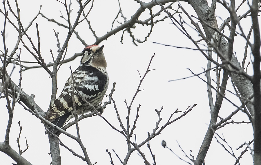 Lesser Spotted Woodpecker