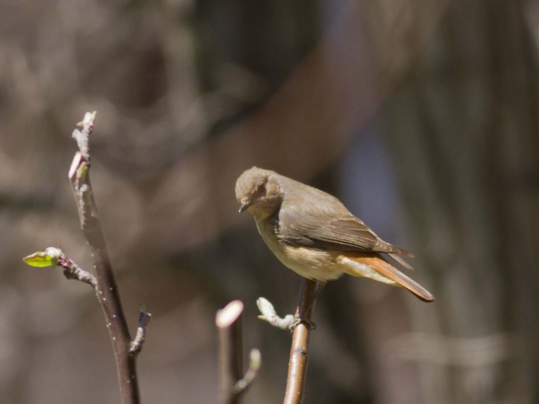Common Redstart