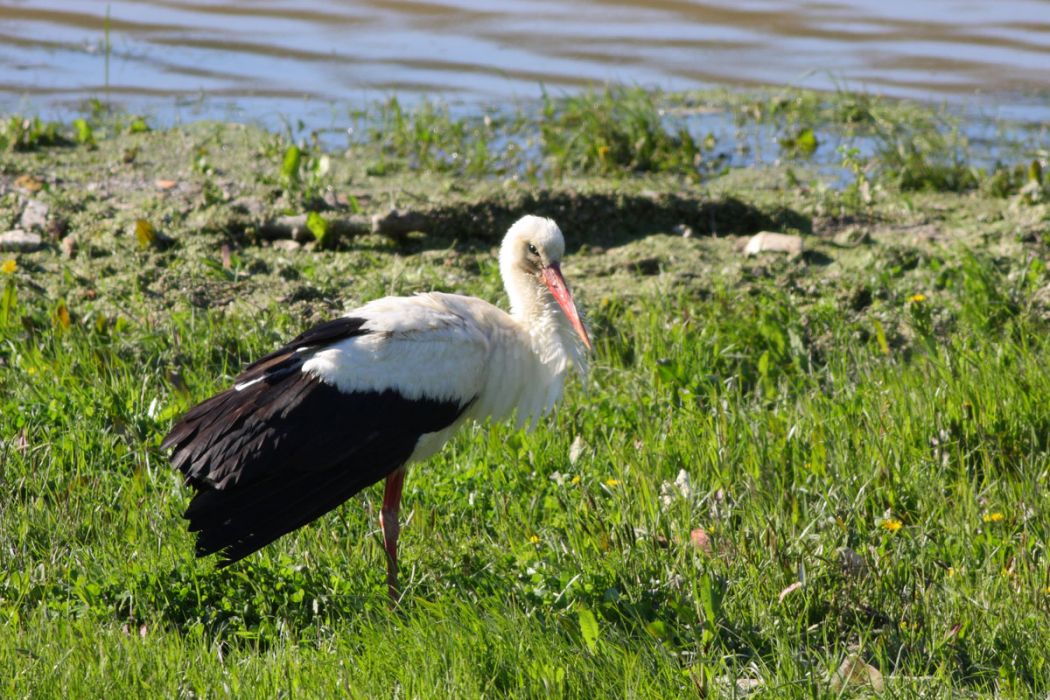 White Stork