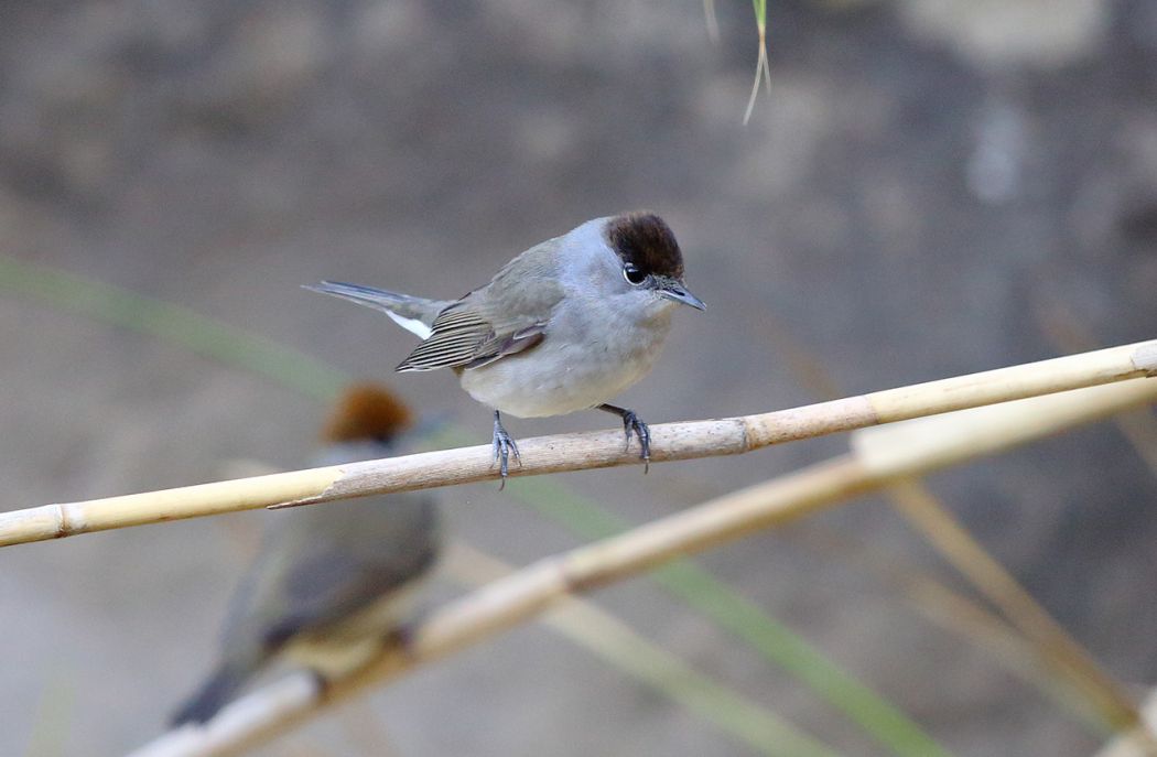 Eurasian Blackcap
