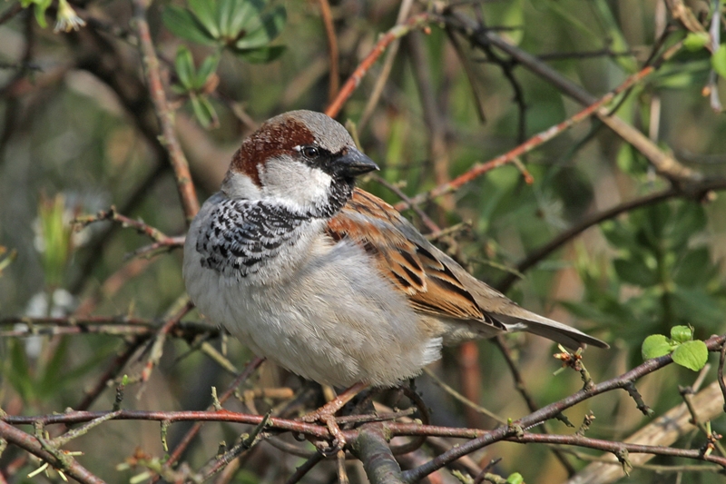 House Sparrow