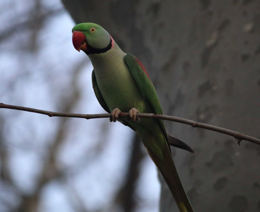 Alexandrine Parakeet
