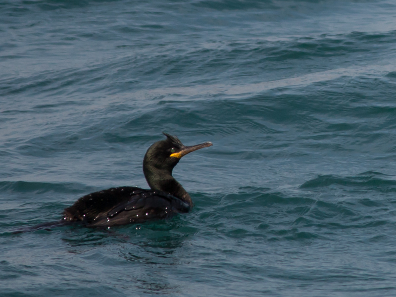 European Shag