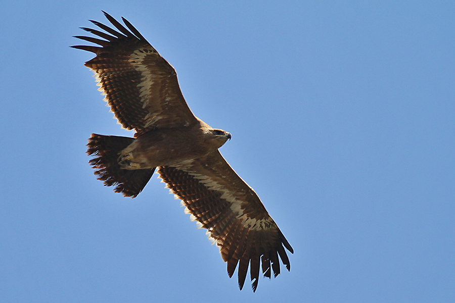 Steppe Eagle