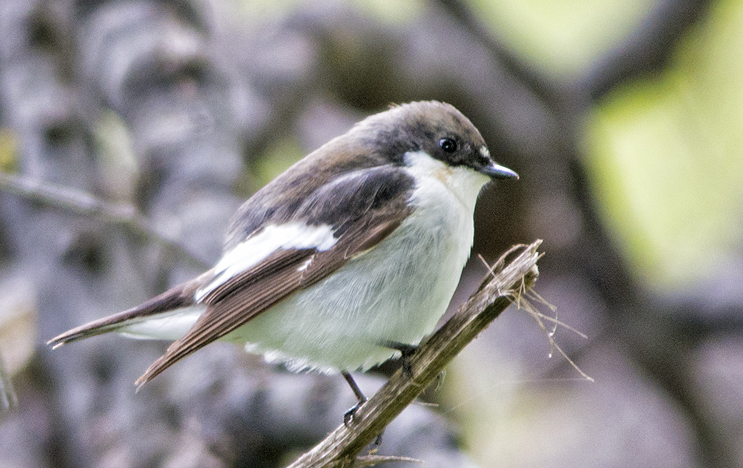 European Pied Flycatcher