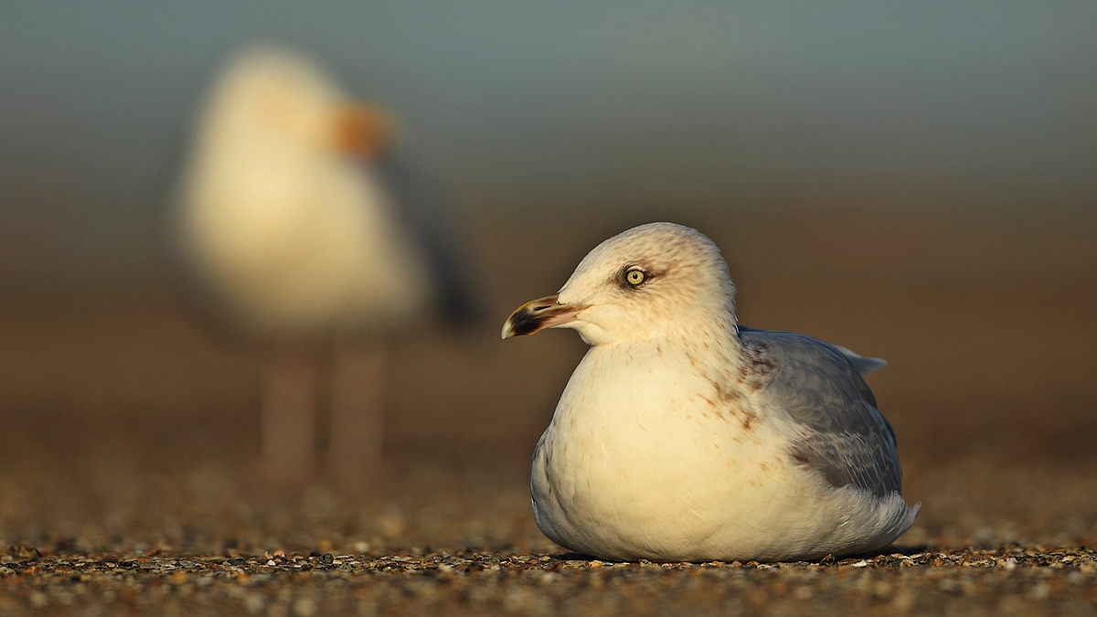 European Herring Gull