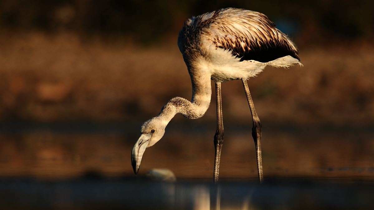 Flamingo