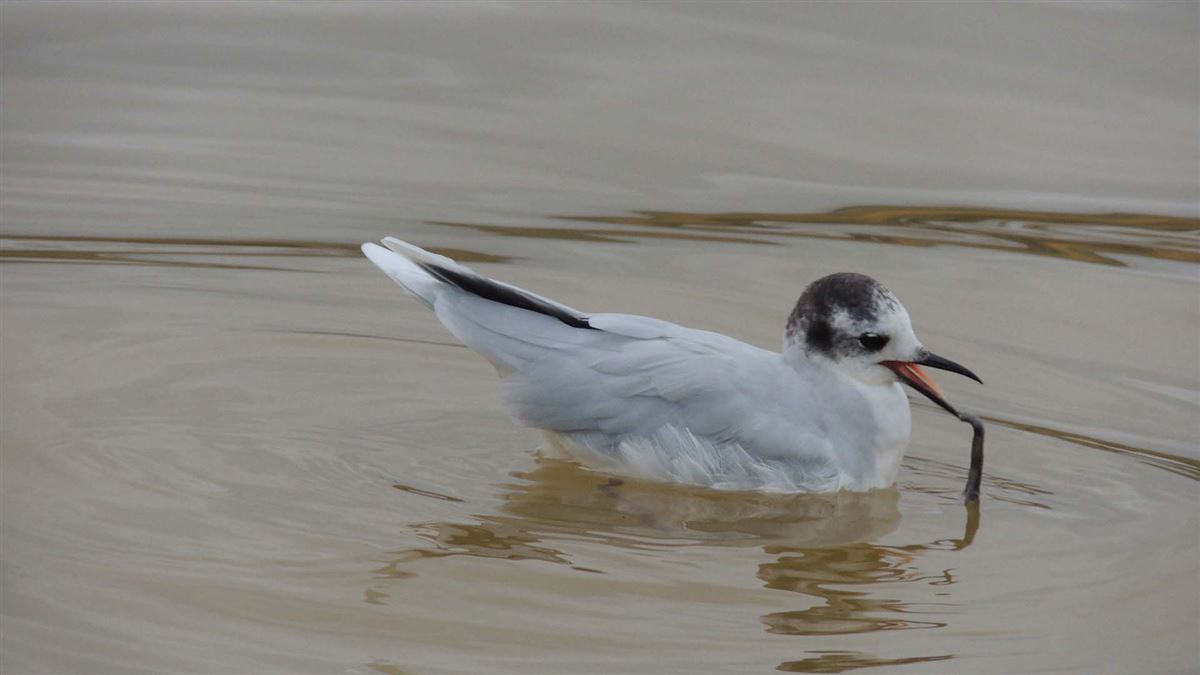 Little Gull