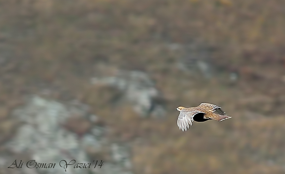 Caucasian Grouse