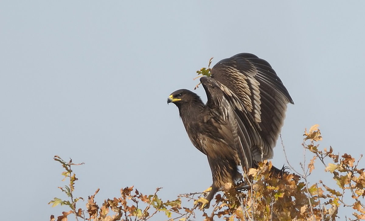 Greater Spotted Eagle