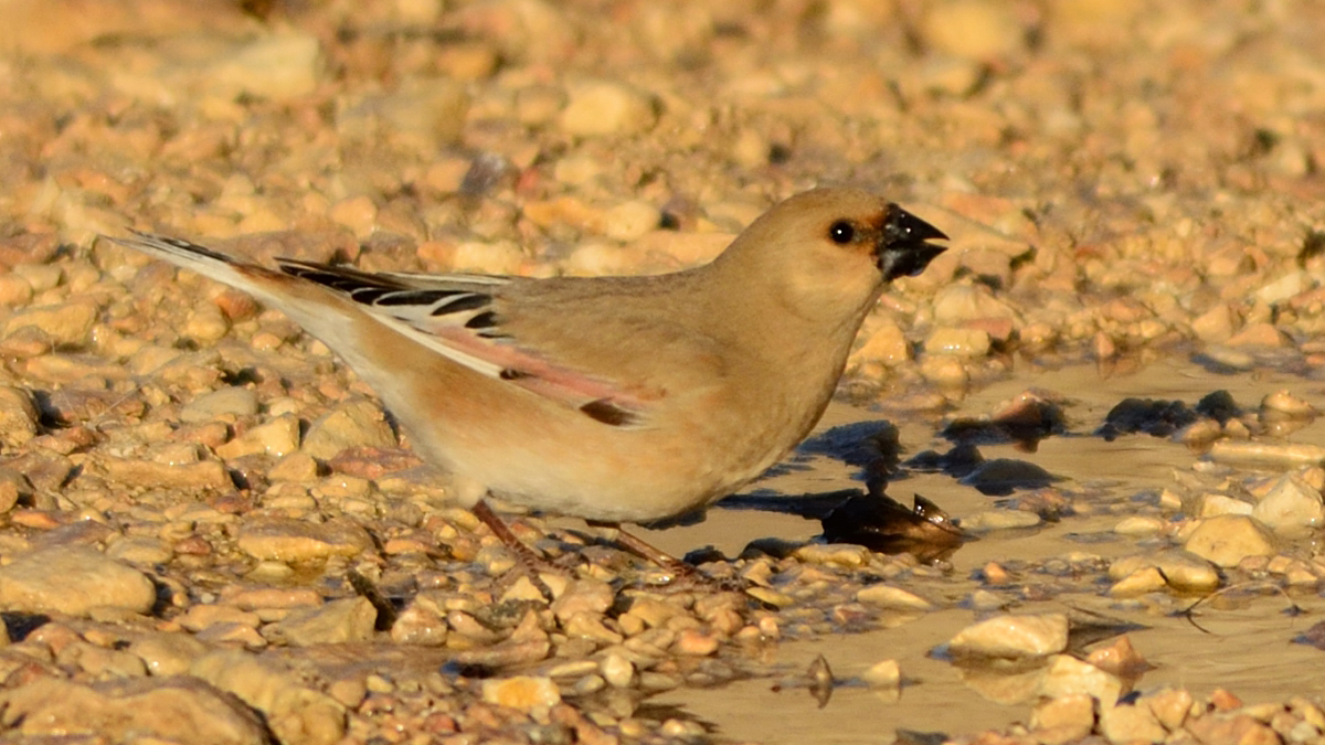 Desert Finch