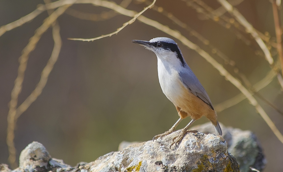 Eastern Rock Nuthatch