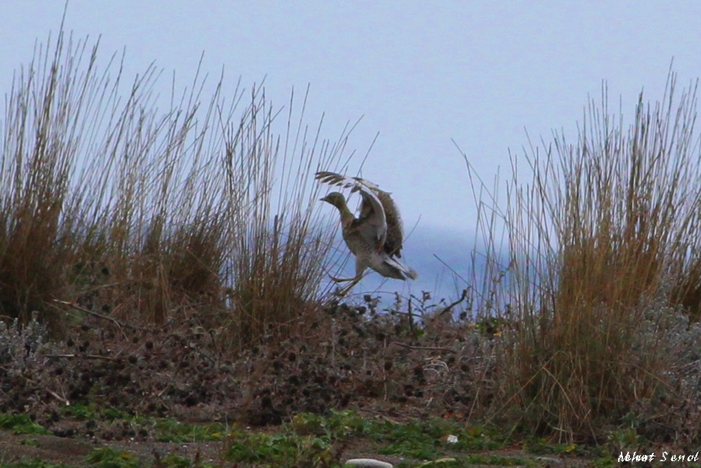 Little Bustard
