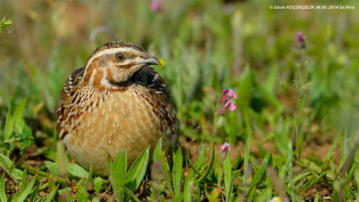 Common Quail