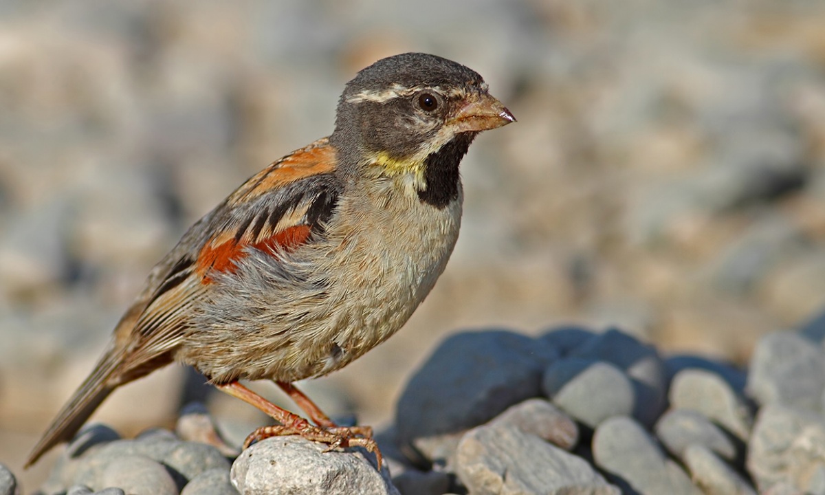 Dead Sea Sparrow