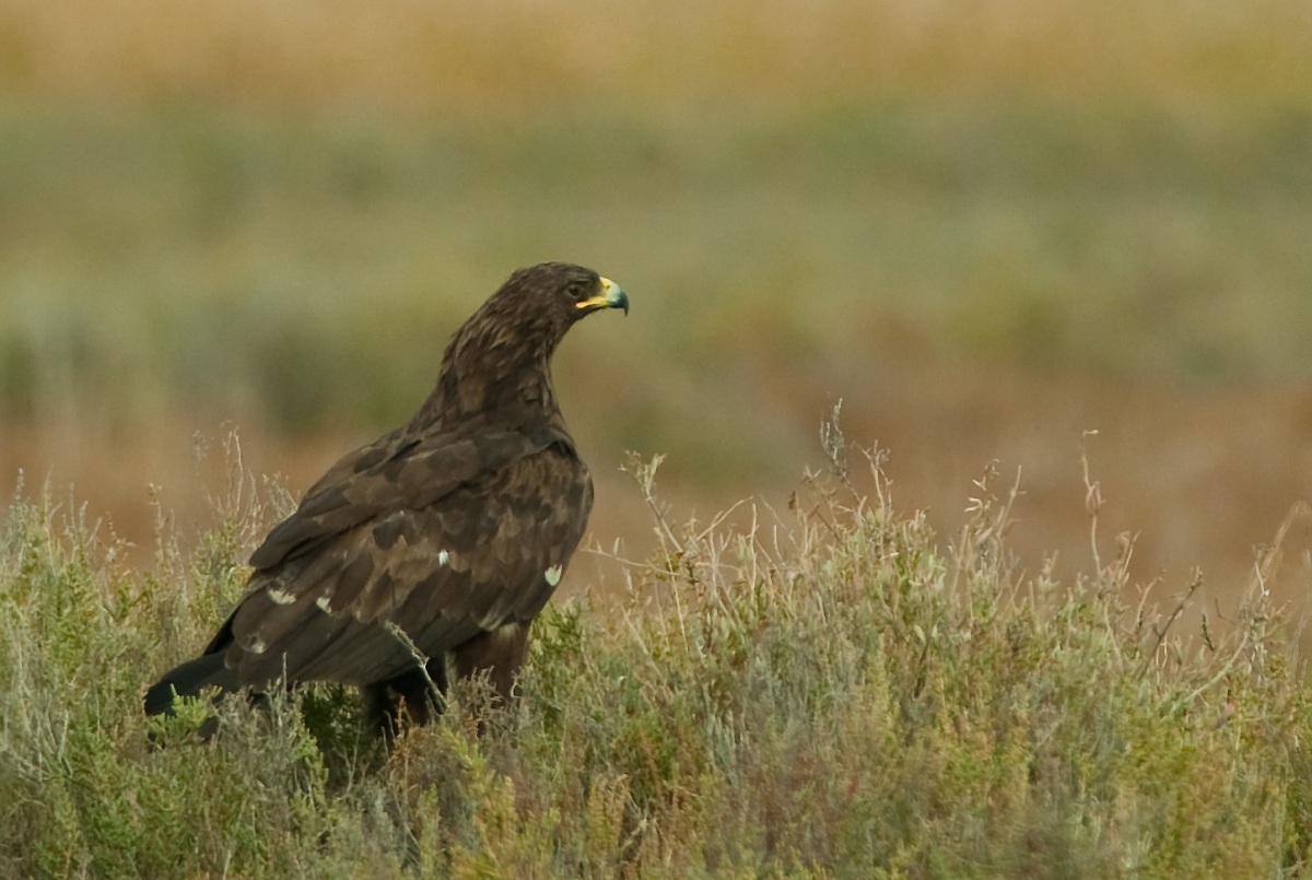 Greater Spotted Eagle