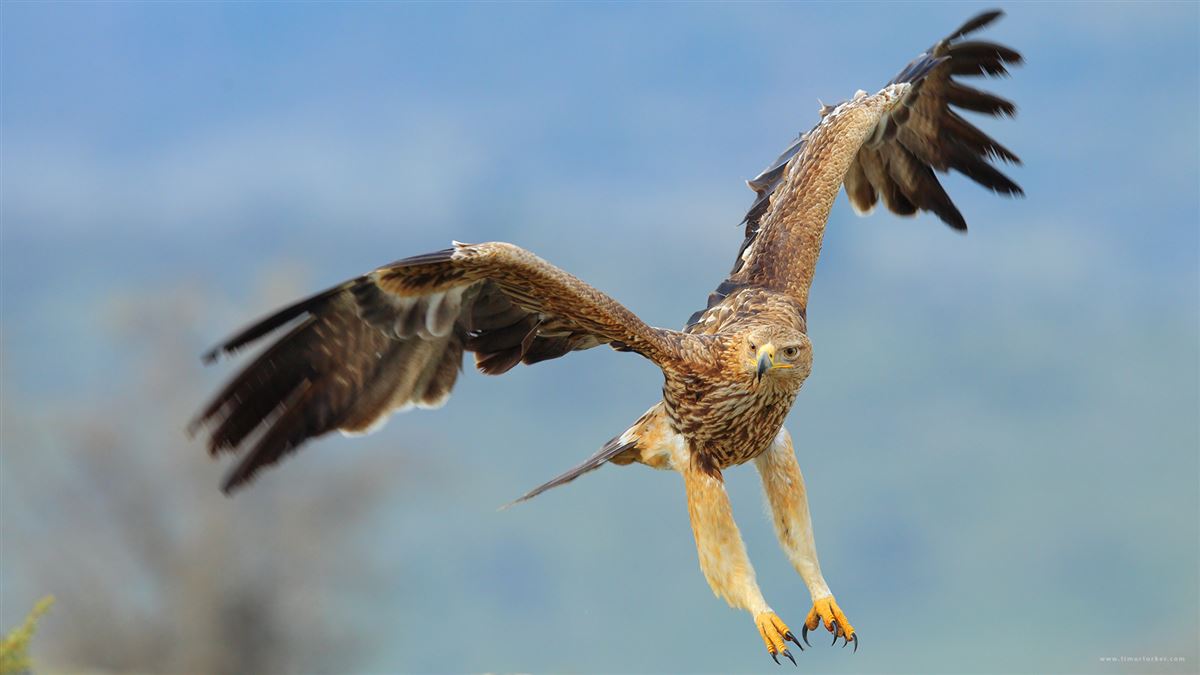 Şah Kartal