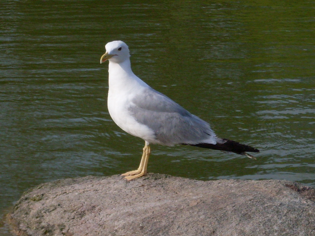 Yellow-legged Gull