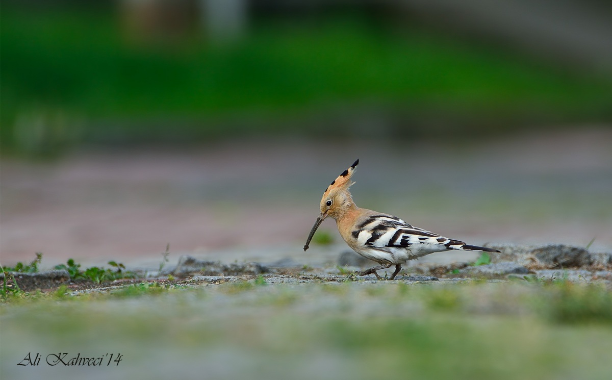 Eurasian Hoopoe