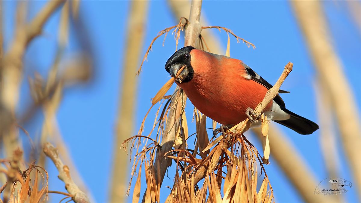 Eurasian Bullfinch