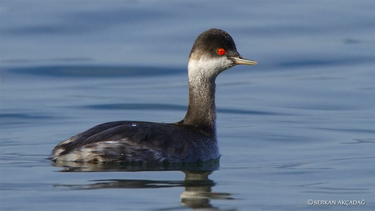 Black-necked Grebe