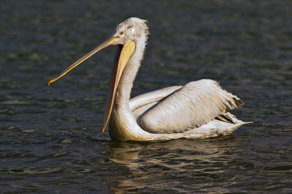 Dalmatian Pelican