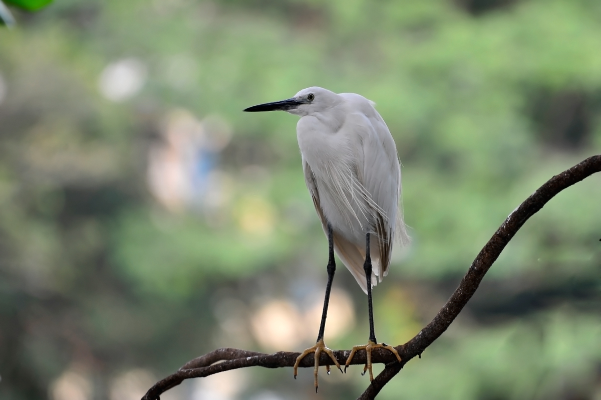 Little Egret