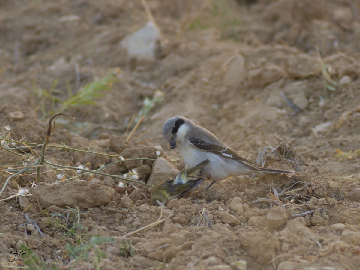 Lesser Grey Shrike