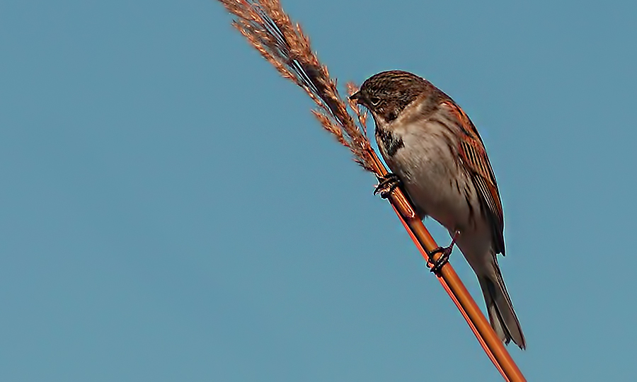 Common Reed Bunting
