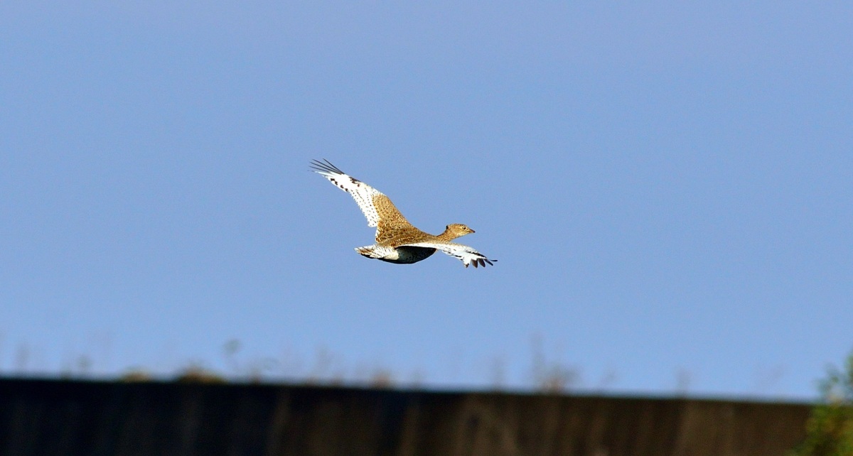 Little Bustard