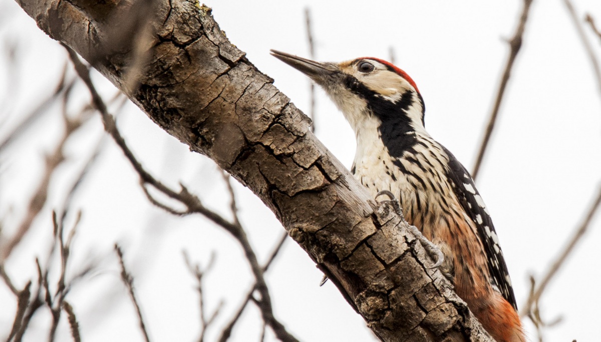 White-backed Woodpecker