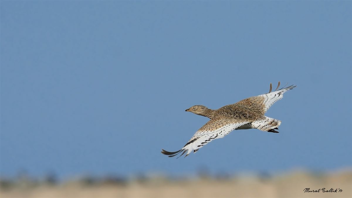 Little Bustard