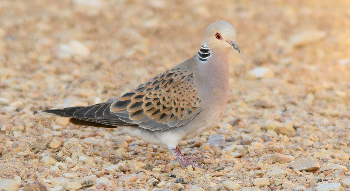European Turtle Dove